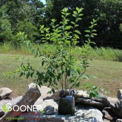 PRINCESS DIANA SERVICEBERRY -Happy Planter Shop DETA 5220