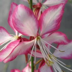 ROSY JANE WAND FLOWER