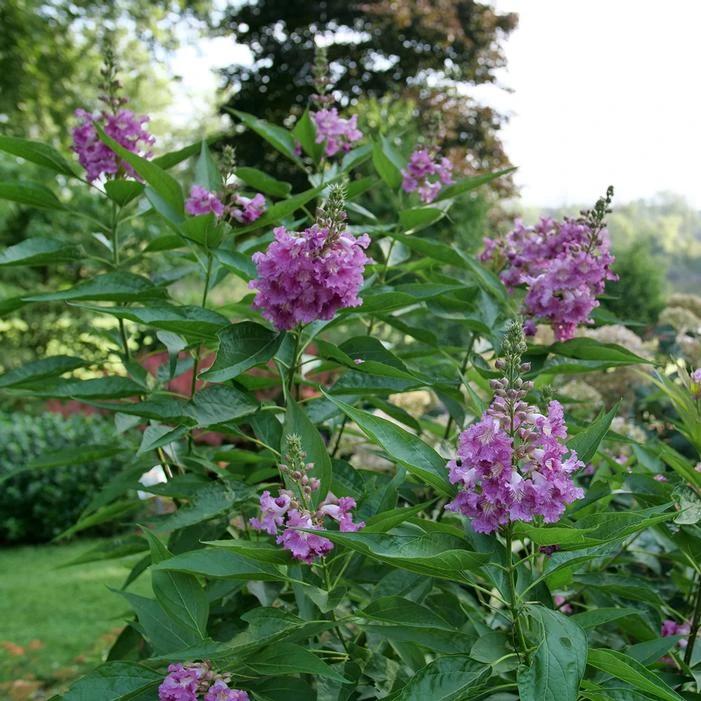 EL NIÑO™ CHITALPA 3 EL NIÑO™ CHITALPA - Image 3