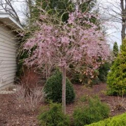 PINK SNOW SHOWERS™ WEEPING CHERRY -Happy Planter Shop DETA 5289