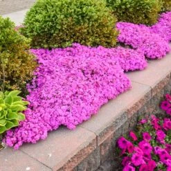 DRUMMOND'S PINK CREEPING PHLOX 5 DRUMMOND'S PINK CREEPING PHLOX -Happy Planter Shop DETA 5319
