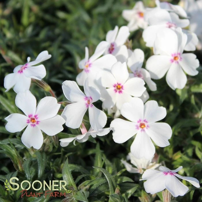 AMAZING GRACE CREEPING PHLOX 1 AMAZING GRACE CREEPING PHLOX