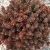 CHOCOLATE BALL SEDUM