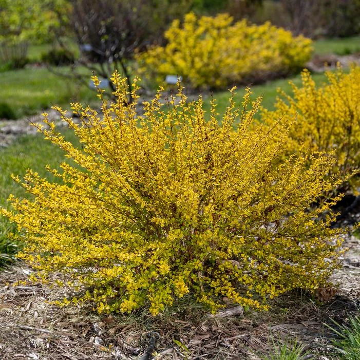 LUCKY DEVIL® NINEBARK 3 LUCKY DEVIL® NINEBARK - Image 3