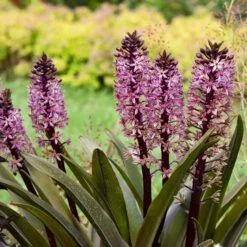 CROWNING GLORY™ PURPLE REIGN PINEAPPLE LILY 5 CROWNING GLORY™ PURPLE REIGN PINEAPPLE LILY -Happy Planter Shop DETA 5373