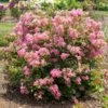 BELLINI® GUAVA CRAPEMYRTLE
