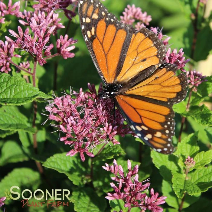 LITTLE JOE JOE PYE WEED 5 LITTLE JOE JOE PYE WEED - Image 5
