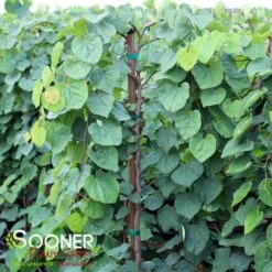 GREEN MACHINE WEEPING REDBUD -Happy Planter Shop DETA 5449