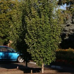 ARMSTRONG GOLD® MAPLE -Happy Planter Shop DETA 5466