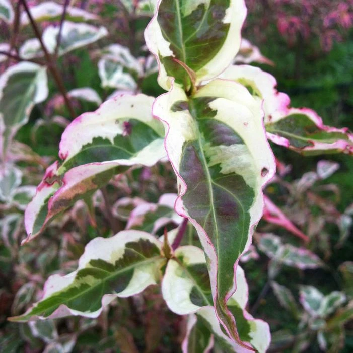 SUMMER FUN KOUSA DOGWOOD 1 SUMMER FUN KOUSA DOGWOOD