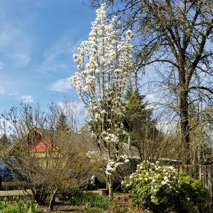 MARILYN'S CHOICE™ COLUMNAR MAGNOLIA 2 MARILYN'S CHOICE™ COLUMNAR MAGNOLIA - Image 2