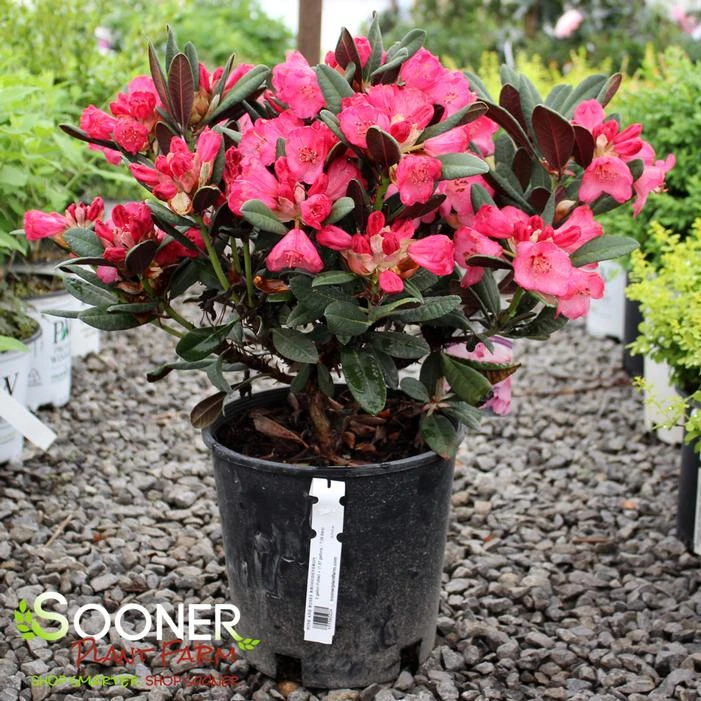 WINE AND ROSES RHODODENDRON 1 WINE AND ROSES RHODODENDRON