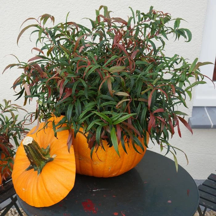 LEAFSCAPE™ HALLOWEEN LEUCOTHOE 1 LEAFSCAPE™ HALLOWEEN LEUCOTHOE