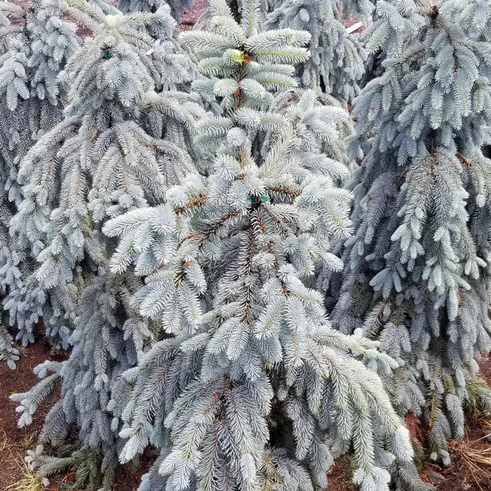 SLENDERINA WEEPING BLUE SPRUCE 1 SLENDERINA WEEPING BLUE SPRUCE