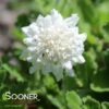 FLUTTER™ PURE WHITE PINCUSHION FLOWER