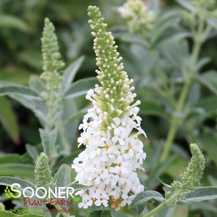 BUTTERFLY TOWERS™ WHITE BUTTERFLY BUSH 1 BUTTERFLY TOWERS™ WHITE BUTTERFLY BUSH