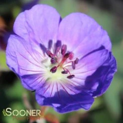 ROZANNE CRANESBILL GERANIUM -Happy Planter Shop DETA 561