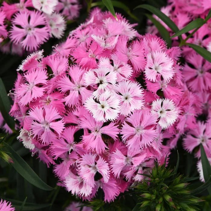 ROCKIN'™ PINK MAGIC DIANTHUS 1 ROCKIN'™ PINK MAGIC DIANTHUS