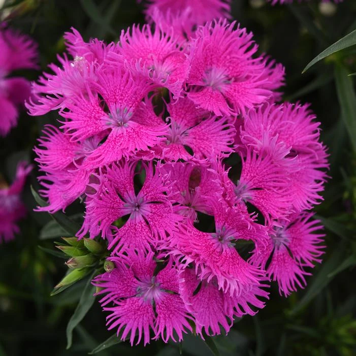ROCKIN'™ PURPLE DIANTHUS 1 ROCKIN'™ PURPLE DIANTHUS