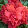 EVER AFTER™ RUBY REBLOOMING AZALEA