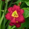 PARDON ME DAYLILY