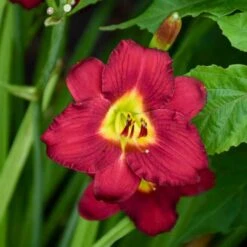 PARDON ME DAYLILY