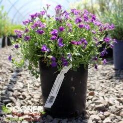 ROCK ON BLUE ROCK CRESS -Happy Planter Shop DETA 5675