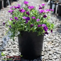 ROCK ON PURPLE ROCK CRESS -Happy Planter Shop DETA 5677