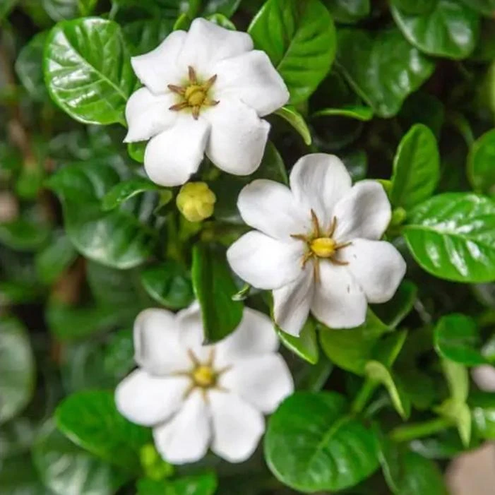 DIAMOND SPIRE® GARDENIA 1 DIAMOND SPIRE® GARDENIA