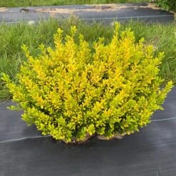 GLOW POP™ JAPANESE HOLLY 5 GLOW POP™ JAPANESE HOLLY -Happy Planter Shop DETA 5737