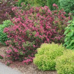 SONIC BLOOM® PUNCH™ WEIGELA 6 SONIC BLOOM® PUNCH™ WEIGELA -Happy Planter Shop DETA 5751