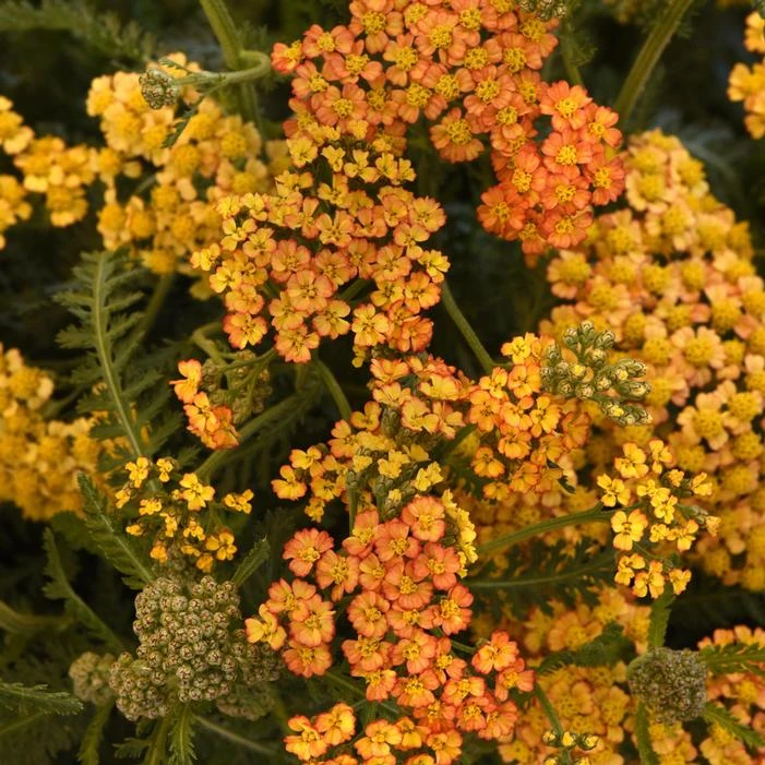 MILLY ROCK™ YELLOW TERRACOTTA YARROW 1 MILLY ROCK™ YELLOW TERRACOTTA YARROW