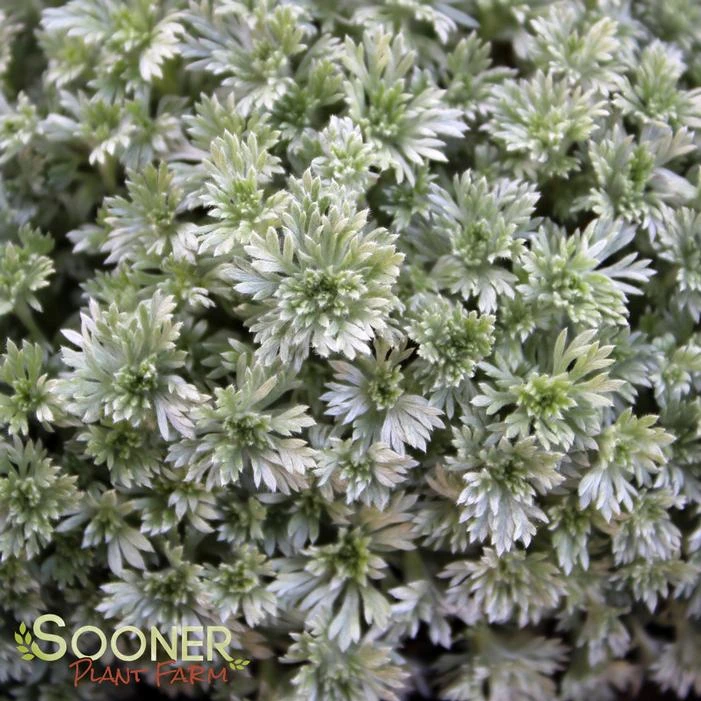 SILVER MOUND WORMWOOD 1 SILVER MOUND WORMWOOD