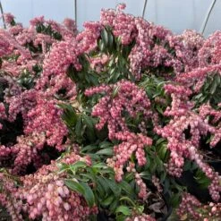 KATSURA PIERIS -Happy Planter Shop DETA 5900