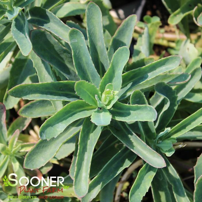 ABBEY DORE SEDUM 1 ABBEY DORE SEDUM