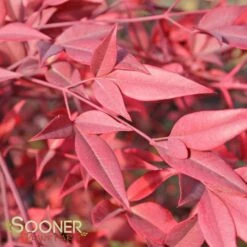 HEAVENLY BAMBOO NANDINA