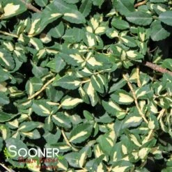 MOONSHADOW EUONYMUS -Happy Planter Shop DETA 633
