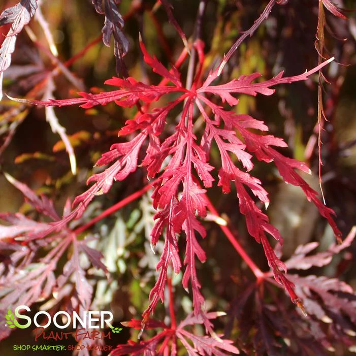RED SELECT WEEPING JAPANESE MAPLE 2 RED SELECT WEEPING JAPANESE MAPLE - Image 2