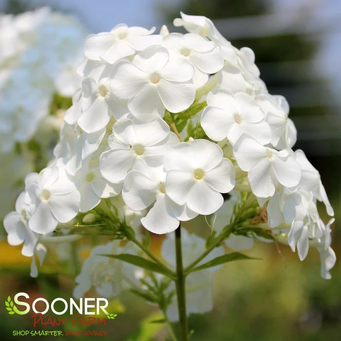 DAVID'S WHITE GARDEN PHLOX 2 DAVID'S WHITE GARDEN PHLOX - Image 2