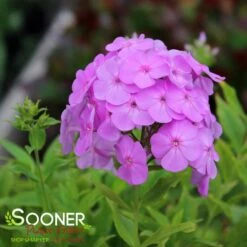 DAVID'S LAVENDER GARDEN PHLOX