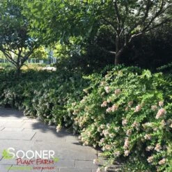 GLOSSY ABELIA -Happy Planter Shop DETA 801