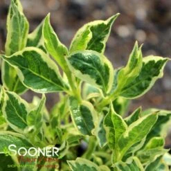 VARIEGATED DWARF WEIGELA