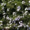 EMERALD BLUE CREEPING PHLOX