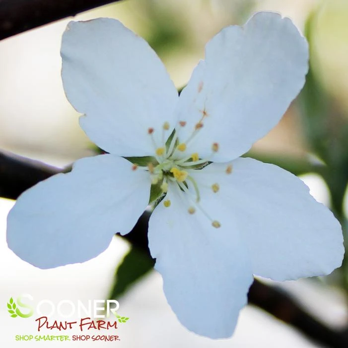 GOLDEN RAINDROPS® CRABAPPLE 2 GOLDEN RAINDROPS® CRABAPPLE - Image 2