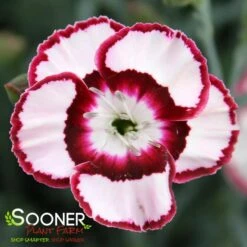 RASPBERRY SWIRL DIANTHUS -Happy Planter Shop DETA2 1178