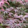 SHIRAZZ UPRIGHT JAPANESE MAPLE