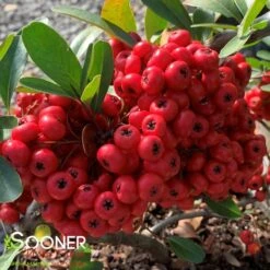 SANTA CRUZ PYRACANTHA -Happy Planter Shop DETA2 1230