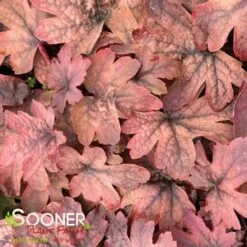 SWEET TEA FOAMY BELLS 7 SWEET TEA FOAMY BELLS -Happy Planter Shop DETA2 1232