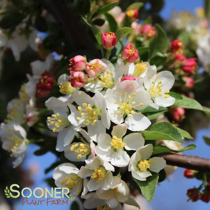 SARGENT TINA CRABAPPLE 2 SARGENT TINA CRABAPPLE - Image 2