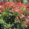 FIREBALL RED™ PHOTINIA